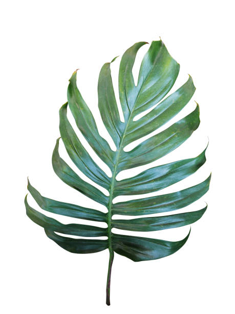istock Monstera, philodendron tropical leaf isolated on white background, clipping path included. 656855908