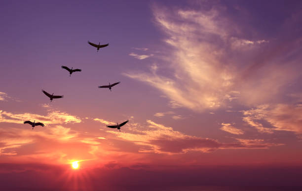 istock Birds at sunrise spring or autumn concept 656858792