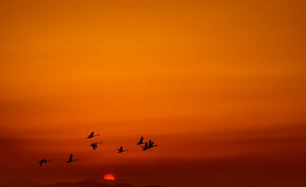 istock Birds flying at sunrise or sunrise rural landscape 656858822