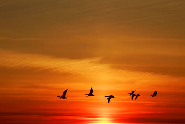 istock Birds flying at sunrise or sunrise 656858890