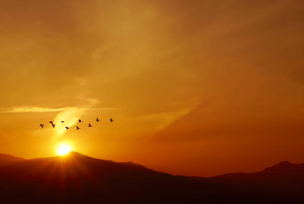 istock Birds flying at sunrise over the mountains 656860918