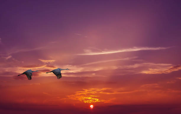 istock Birds in flight against sunset sky background 656860956