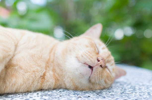 Cat sleep