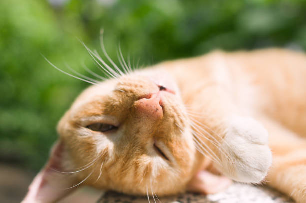 istock A ginger cat sleeps in his floor 656861704