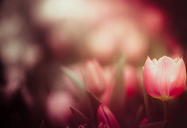 チューリップ - tulipe cup ストックフォトと画像