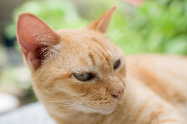 istock A ginger cat sleeps in his floor 656861906