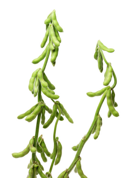 istock Isolated shot of  soybeans on white background 656864248