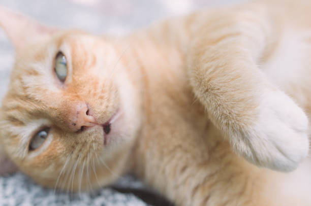 istock A ginger cat sleeps in his floor 656864494