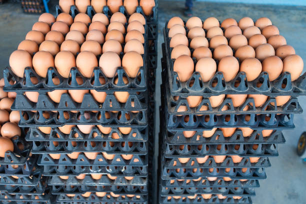 istock Eggs from hen farm in the package for sale. 656864510