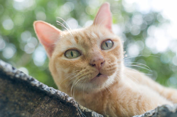 istock A ginger cat sleeps in his floor 656864514