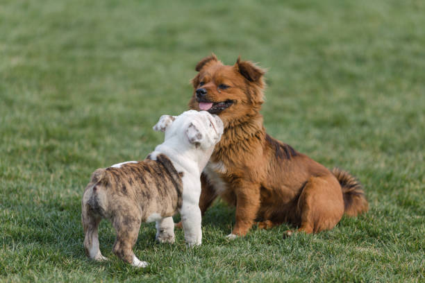 istock Happy pet dogs playing on Grass 656867198