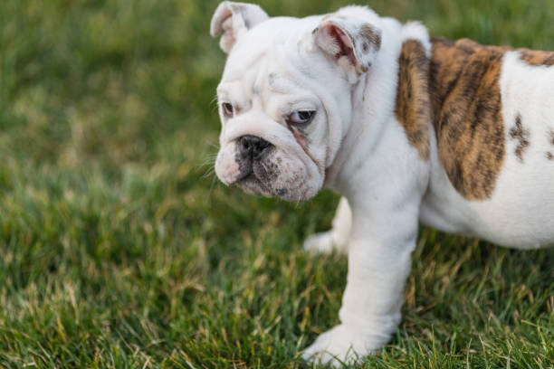 istock Happy pet dogs playing on Grass 656867396