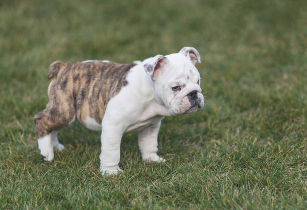 istock Happy pet dogs playing on Grass 656867450