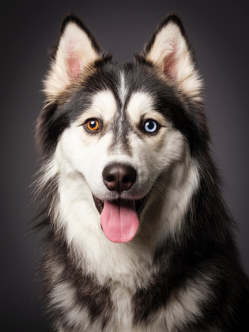 A close-up of a happy Siberian Husky dog with heterochromia (differing colored eyes), looking directly at the camera.