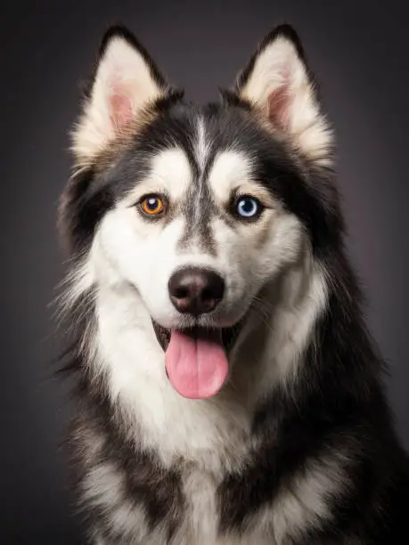 Photo of Siberian Husky with Heterochromia