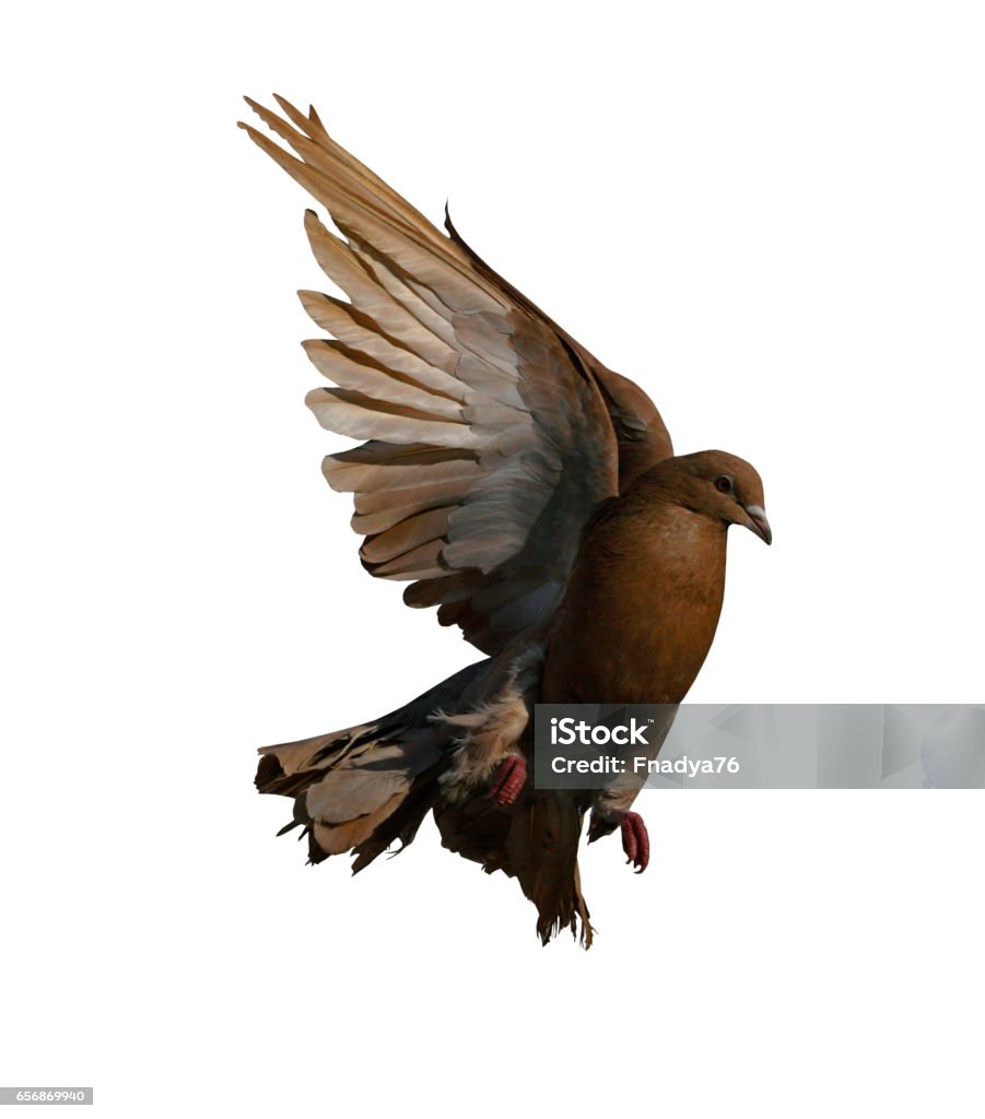 Một Con Chim Bồ Câu Màu Nâu Đang Bay Closeup Một Con Chim Bồ Câu ...