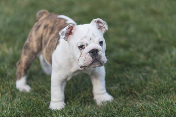istock Happy pet dogs playing on Grass 656870550