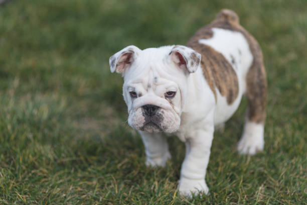 istock Happy pet dogs playing on Grass 656870552