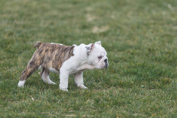 istock Happy pet dogs playing on Grass 656870642