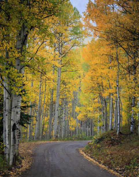 colorado jesień scenic uroda - gold yellow aspen tree autumn zdjęcia i obrazy z banku zdjęć