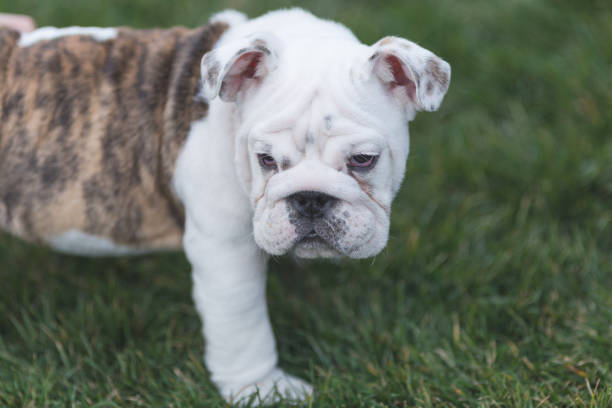 istock Happy pet dogs playing on Grass 656870914