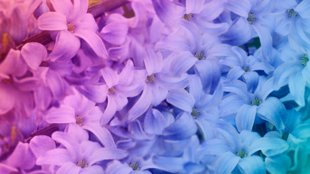 Lila De Flores Iridiscentes Fondo Floral Fondo De Pantalla De Flores Para  El Diseño Naturaleza N Foto de stock y más banco de imágenes de Azul  turquesa - iStock