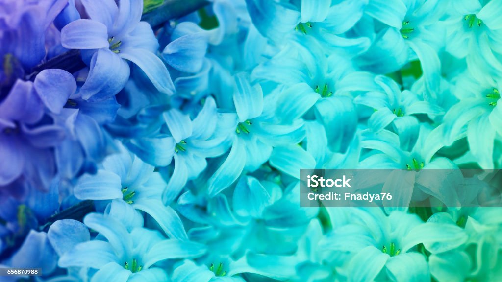 Lila Flores Azul Turquesa Fondo Floral Fondo De Pantalla De Flores Para El  Diseño Naturaleza Nn Foto de stock y más banco de imágenes de Adulto -  iStock