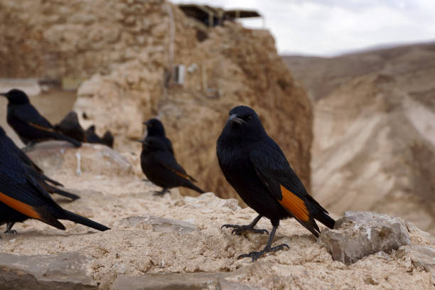 tristram starling (tristram grackle) vögel auf masada, israel - ochre sea star stock-fotos und bilder