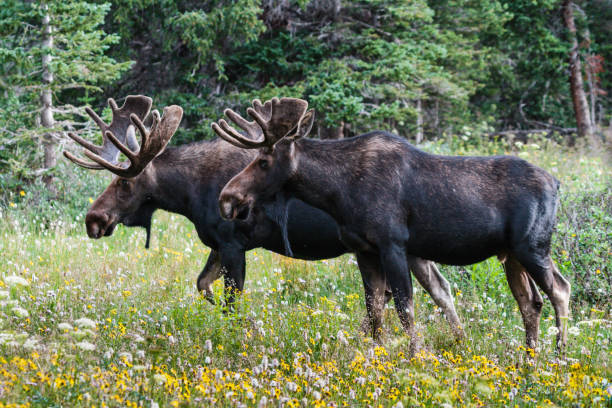 two bull moose - southern rocky mountains imagens e fotografias de stock