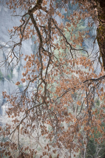 czarny dąb gałęzie przed murami granit yosemite - twisted tree california usa zdjęcia i obrazy z banku zdjęć