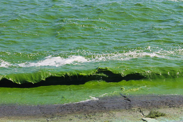 istock Blooming green water. Green algae polluted river 656882770