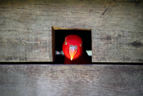 Parrot in cage in Malaysia.