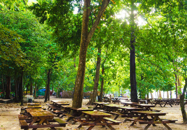 istock Forest with sunlight. The sun rays through branches of trees 656886042