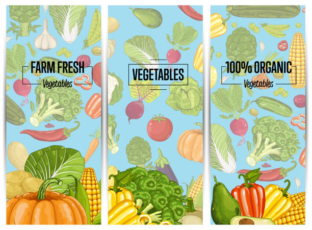 органические овощеводства листовки набор - corn stubble illustrations stock illustrations