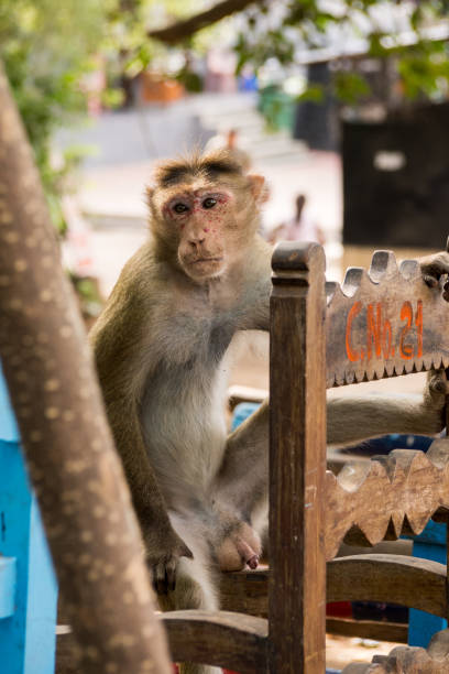 macaque monos, isla de elephanta, mumbai, india - vertical gateway to india famous place travel destinations fotografías e imágenes de stock