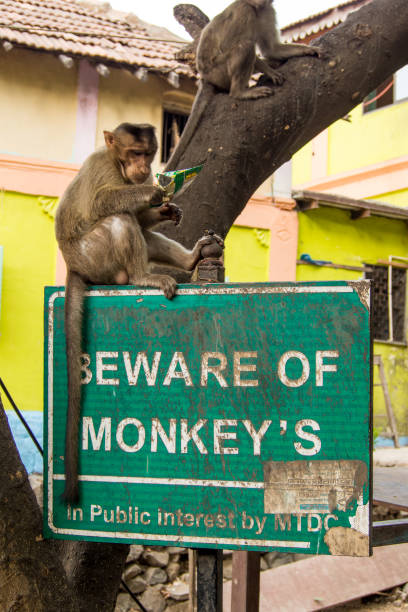 macaque monos, isla de elephanta, mumbai, india - vertical gateway to india famous place travel destinations fotografías e imágenes de stock