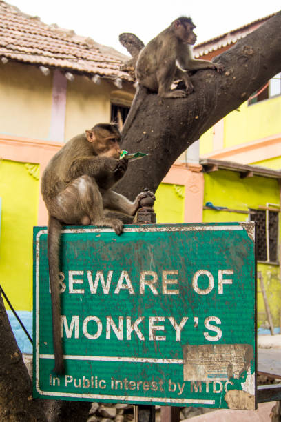 macaque monos, isla de elephanta, mumbai, india - vertical gateway to india famous place travel destinations fotografías e imágenes de stock