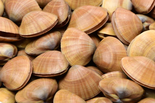 istock Top view of fresh shellfish cockles background 656898232