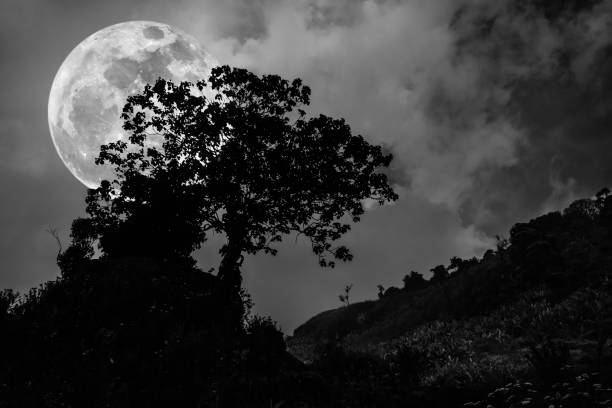 istock Silhouettes of tree against dark sky on tranquil nature background. 656898440