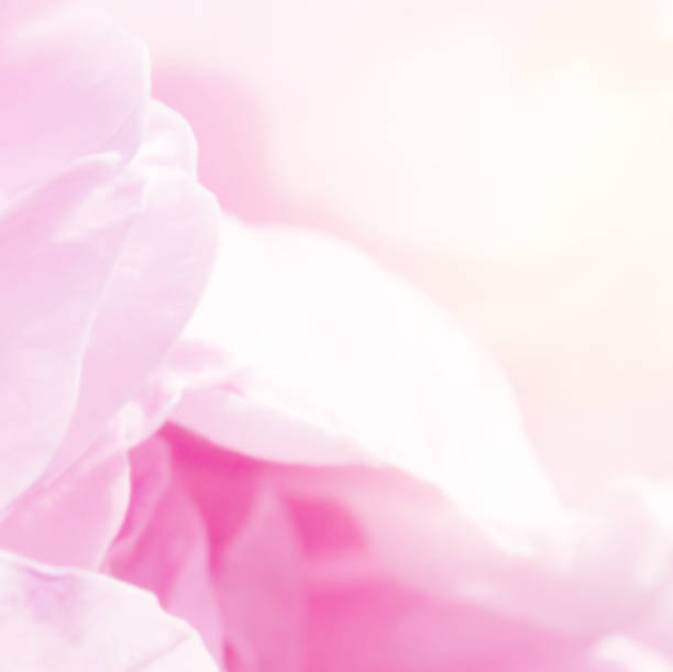 istock abstract nature sweet rose flower background 656906386