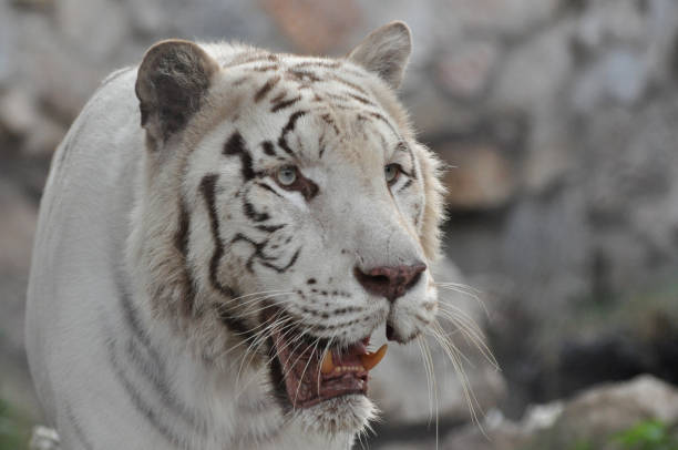 istock Face to face with white Bengal tiger 656909352