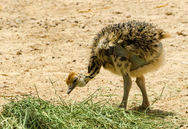 Chick of African ostrich (Struthio camelus) in nature reserve park, 35 km north of Eilat, Israel