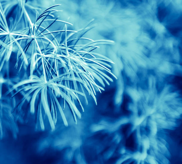istock Christmas, winter background with frosty pine tree. Macro shot 656915176