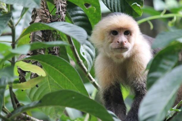 istock Capuchin monkey in Costa Rican jungle 656915684