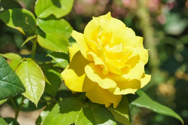 Floribunda Anthonie Meilland The introduction of the Nikitsky Botanical garden