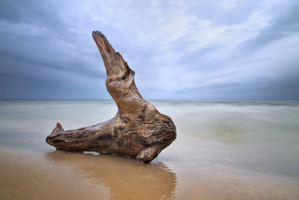 istock old log in the water 656919638