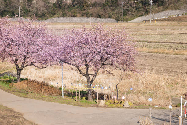 istock Kawazu cherry blossoms along the river 656922690