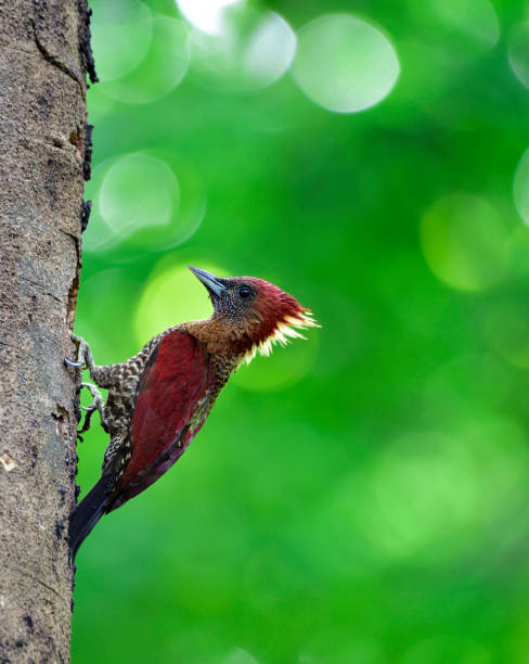 istock Banded Woodpecker the beautiful red birds 656923182