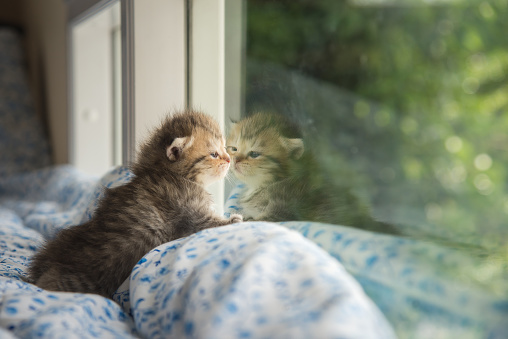 Cute tabby kitten sitting looking out the window