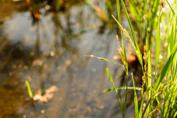 istock Rice Plant in Paddy with Morning Light 656923572